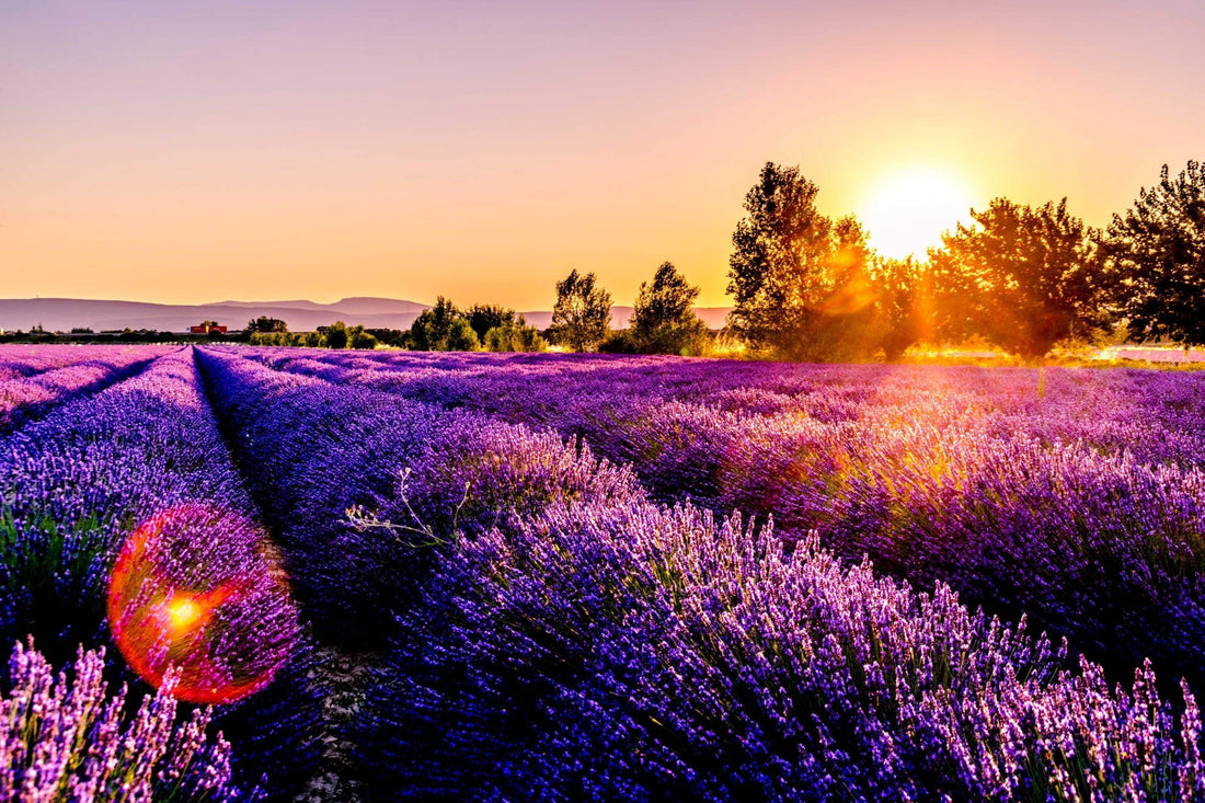 Wo Thymian und Lavendel blühen - die Provence - Augustas Box